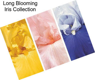 Long Blooming Iris Collection