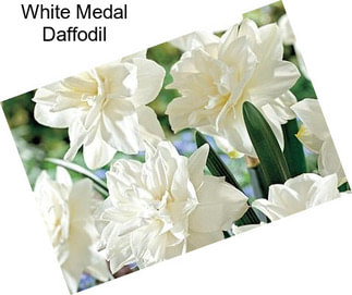 White Medal Daffodil