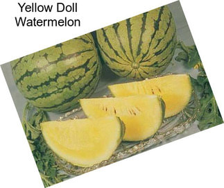 Yellow Doll Watermelon