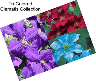 Tri-Colored Clematis Collection