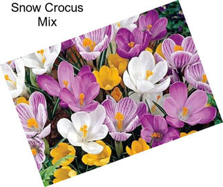 Snow Crocus Mix