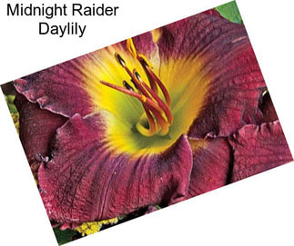 Midnight Raider Daylily