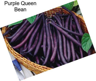 Purple Queen Bean