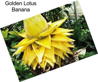 Golden Lotus Banana