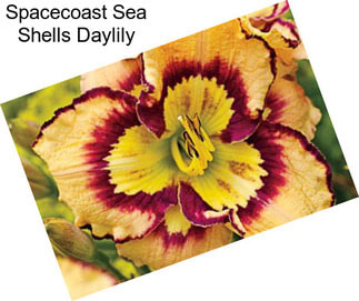 Spacecoast Sea Shells Daylily