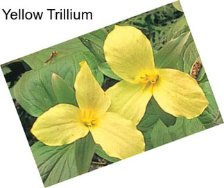 Yellow Trillium