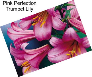 Pink Perfection Trumpet Lily