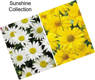 Sunshine Collection