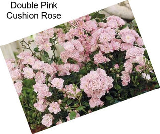 Double Pink Cushion Rose