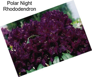 Polar Night Rhododendron