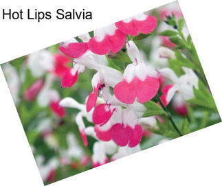 Hot Lips Salvia