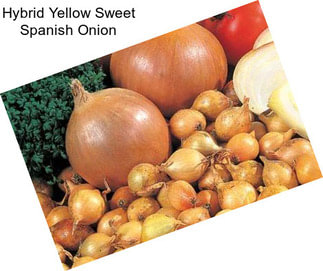 Hybrid Yellow Sweet Spanish Onion