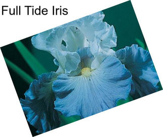 Full Tide Iris