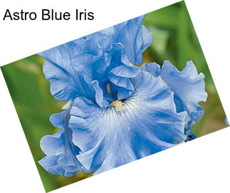 Astro Blue Iris