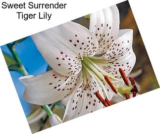 Sweet Surrender Tiger Lily