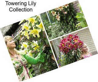 Towering Lily Collection