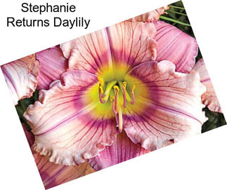 Stephanie Returns Daylily