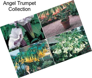 Angel Trumpet Collection