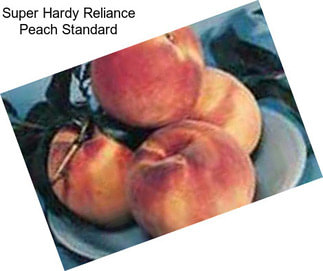 Super Hardy Reliance Peach Standard