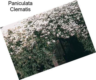 Paniculata Clematis