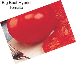 Big Beef Hybrid Tomato