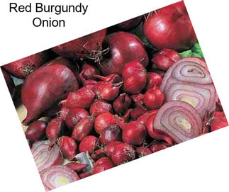 Red Burgundy Onion