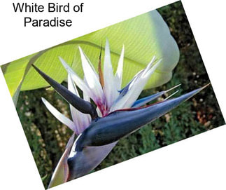 White Bird of Paradise