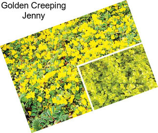 Golden Creeping Jenny