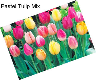 Pastel Tulip Mix