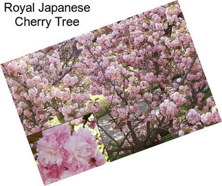 Royal Japanese Cherry Tree