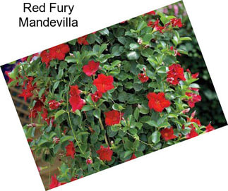 Red Fury Mandevilla