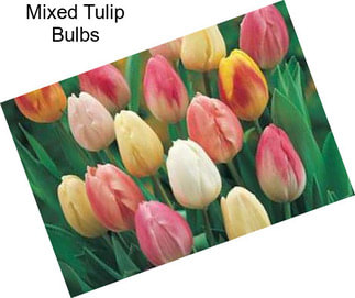 Mixed Tulip Bulbs