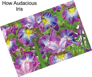 How Audacious Iris