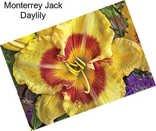 Monterrey Jack Daylily