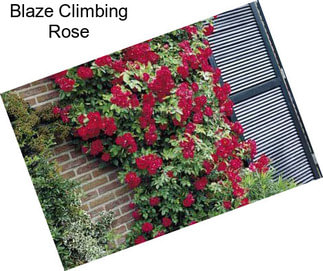 Blaze Climbing Rose