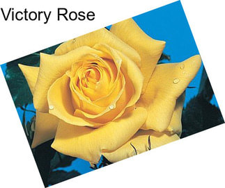 Victory Rose