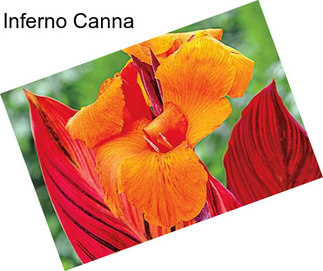 Inferno Canna