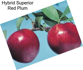 Hybrid Superior Red Plum