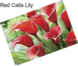 Red Calla Lily