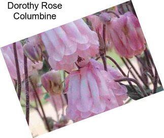 Dorothy Rose Columbine