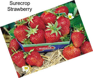 Surecrop Strawberry