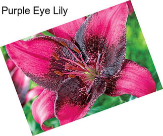 Purple Eye Lily