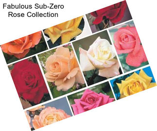 Fabulous Sub-Zero Rose Collection