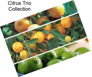 Citrus Trio Collection