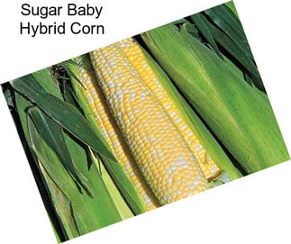 Sugar Baby Hybrid Corn