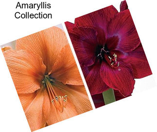 Amaryllis Collection