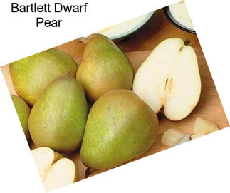 Bartlett Dwarf Pear