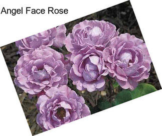 Angel Face Rose