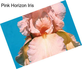 Pink Horizon Iris