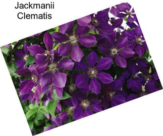 Jackmanii Clematis